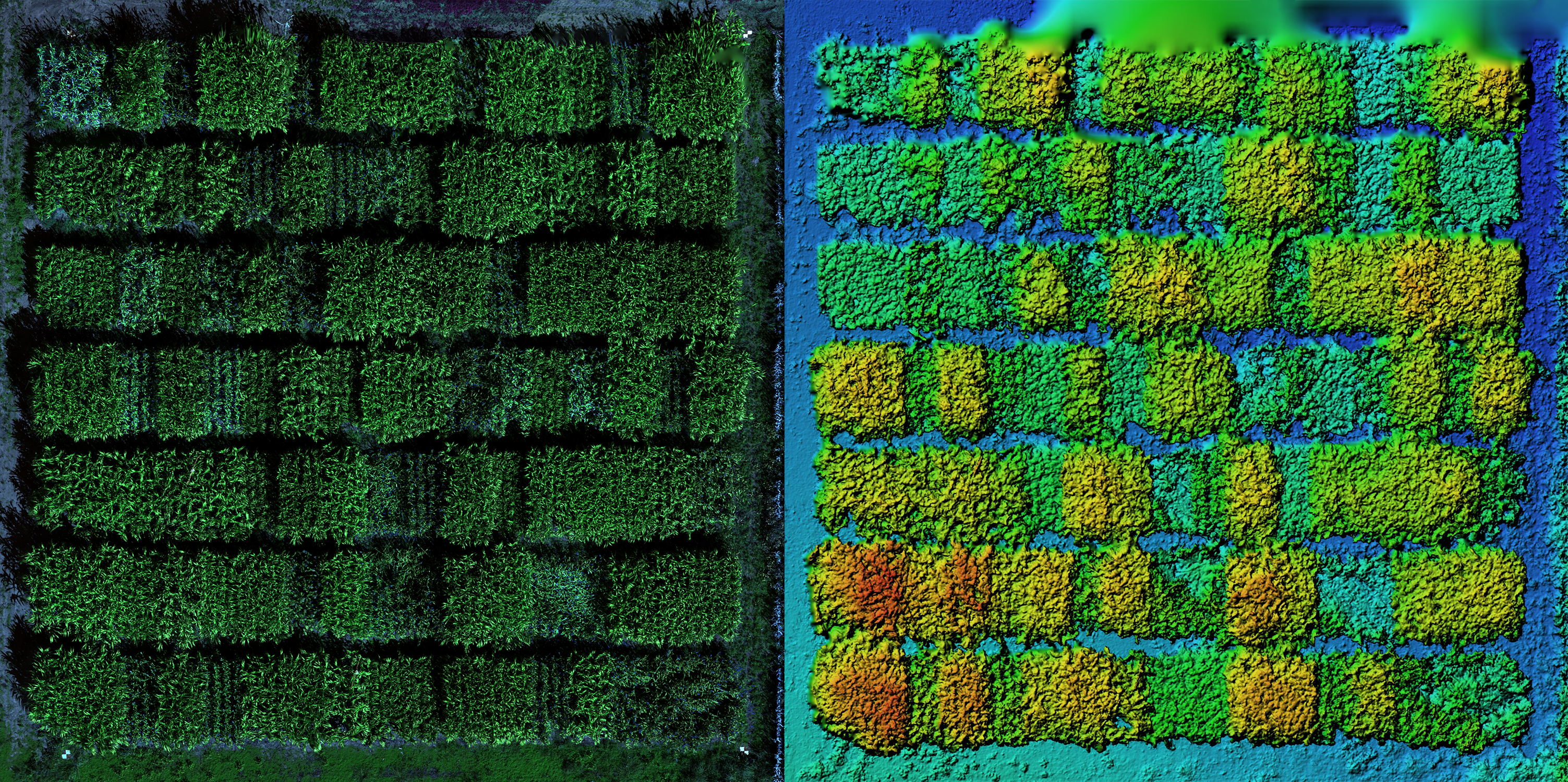 Drone Shot and Elevation of Sorghum